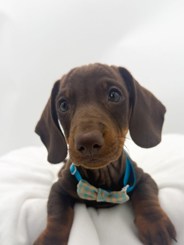 Max - Dachshund - Image 2