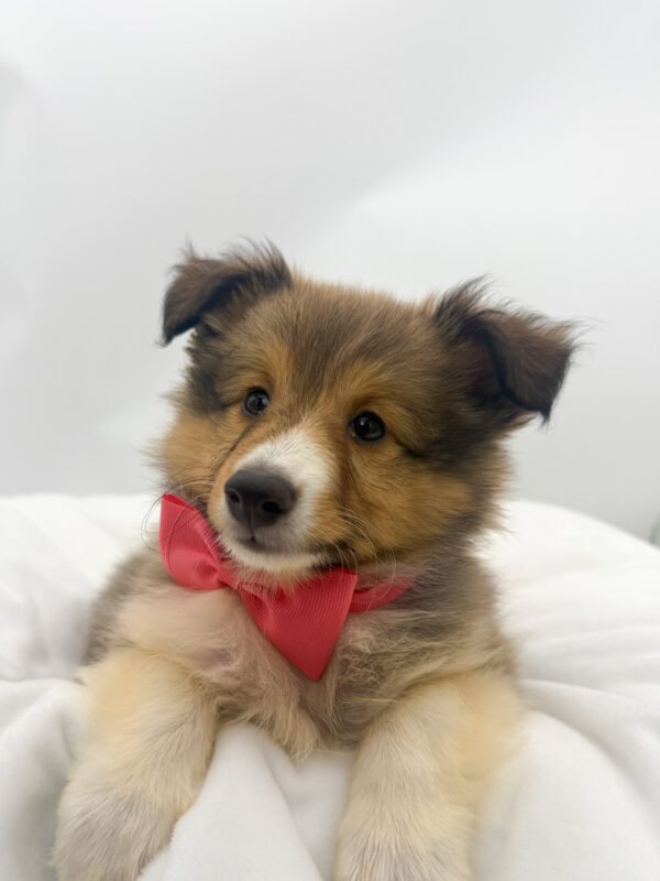 Moonstone - Shetland Sheepdog - Image 2