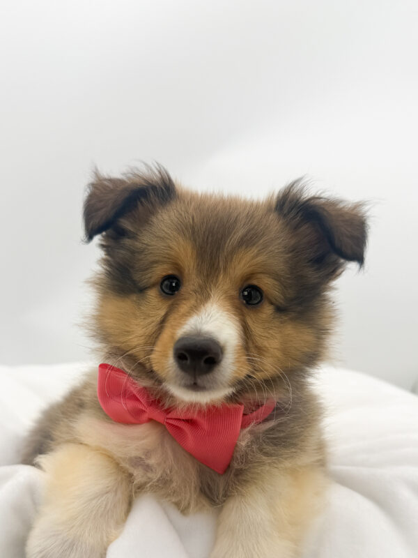 Moonstone - Shetland Sheepdog - Image 1