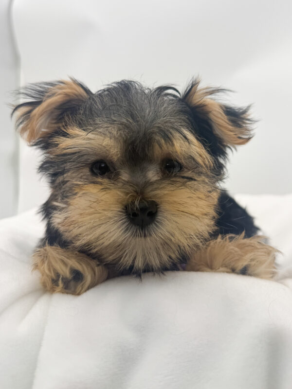 Snowflake - Morkie - Image 1
