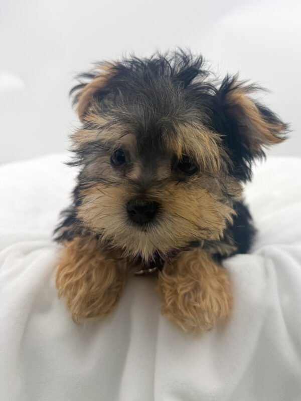 Snowflake - Morkie - Image 2