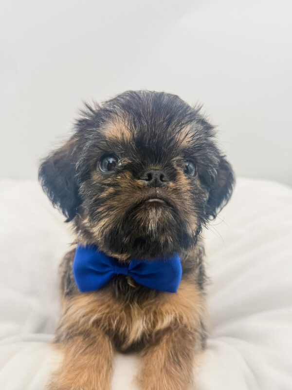 Tinsel - Brussels Griffon - Image 1