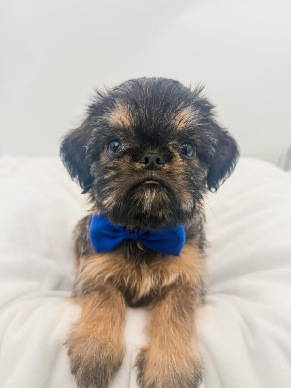 Tinsel - Brussels Griffon - Image 2