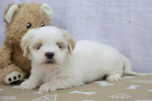 Petunia - Lhasa Apso - Image 3