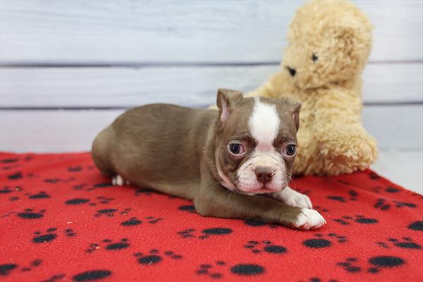 Captain - Boston Terrier - Image 2