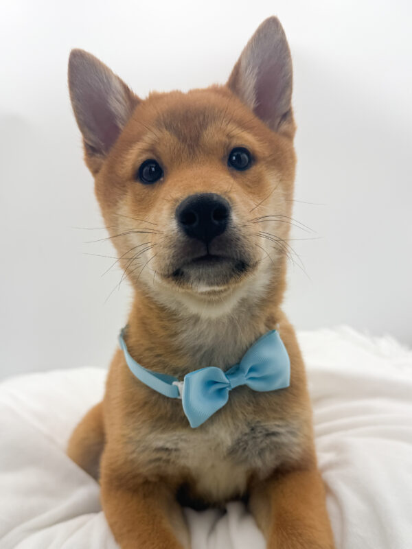 Soju - Shiba Inu - Image 1