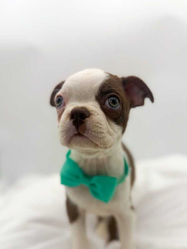 Noodle - Boston Terrier - Image 2