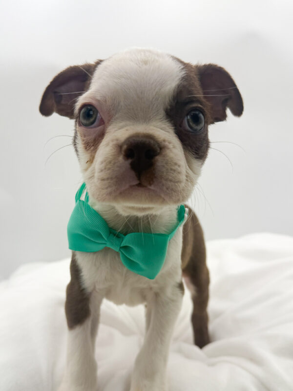 Noodle - Boston Terrier - Image 1