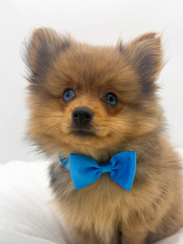 Paddington - Pomeranian - Image 1