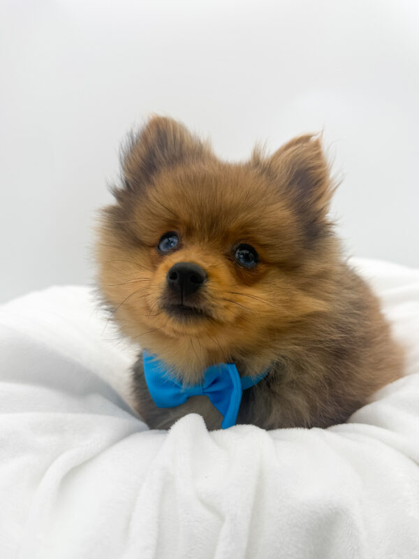 Paddington - Pomeranian - Image 2