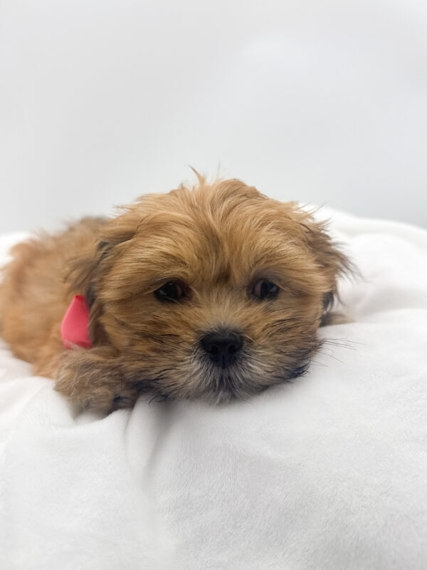 Groot - Lhasa Apso - Image 1