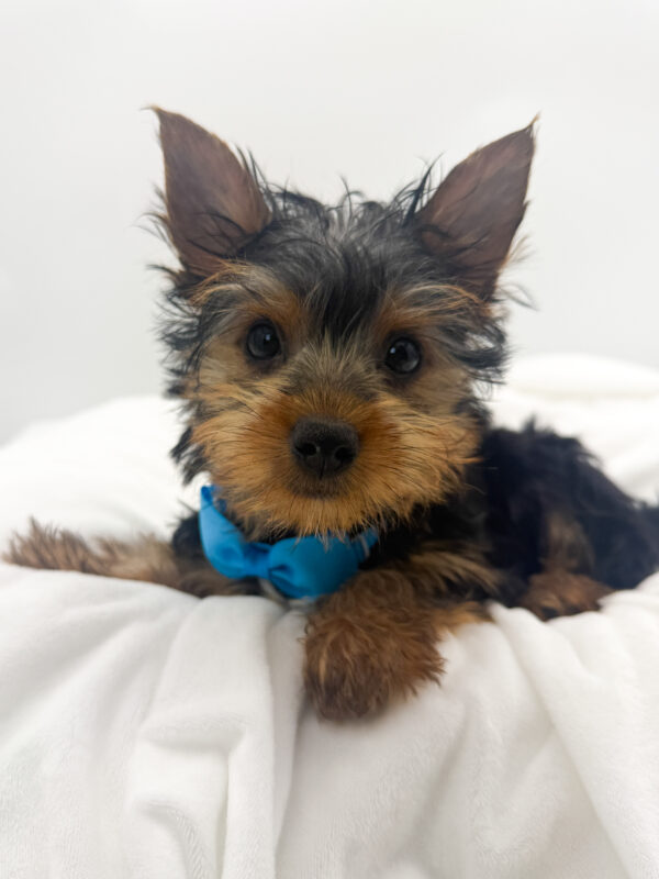 Bean - Yorkshire Terrier - Image 1