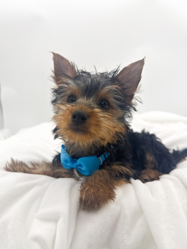 Bean - Yorkshire Terrier - Image 2