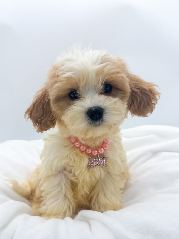 Gouda - Cavachon - Image 1