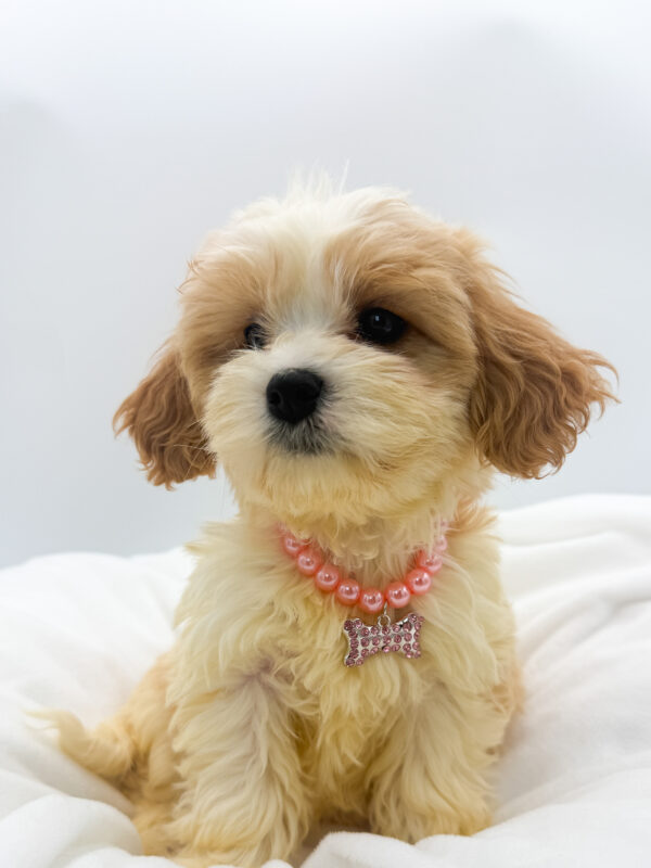 Gouda - Cavachon - Image 2
