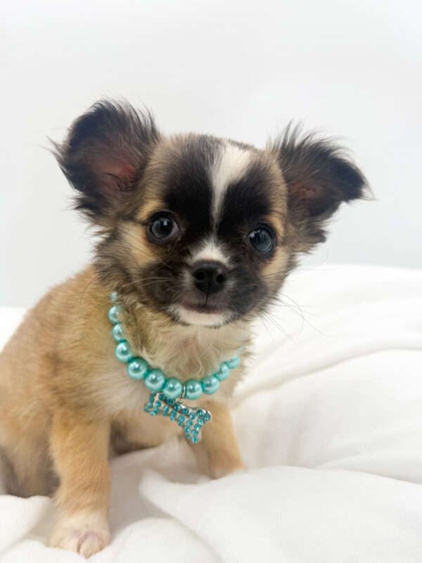 Jax - Chihuahua - Image 2