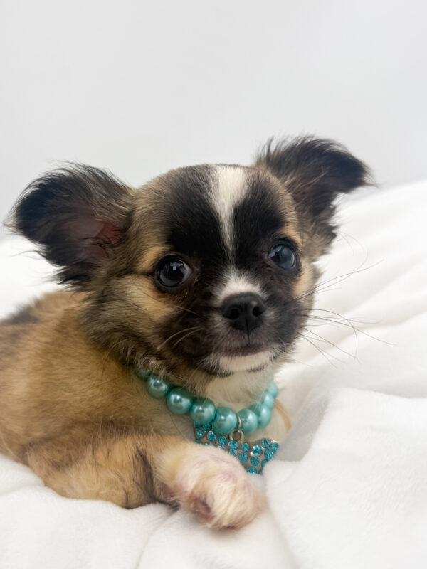 Jax - Chihuahua - Image 1