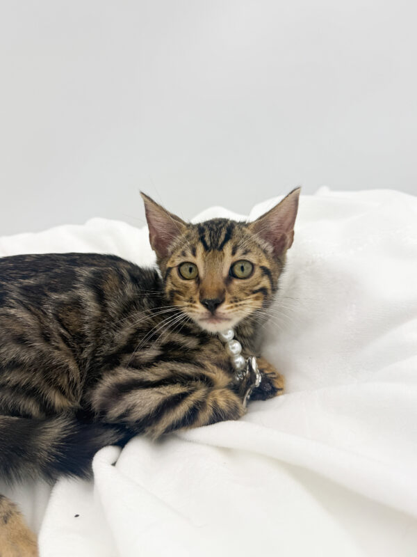 Tracer - Bengal - Image 2