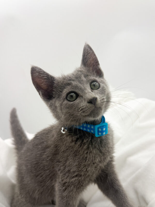 Dexter - Russian Blue - Image 2