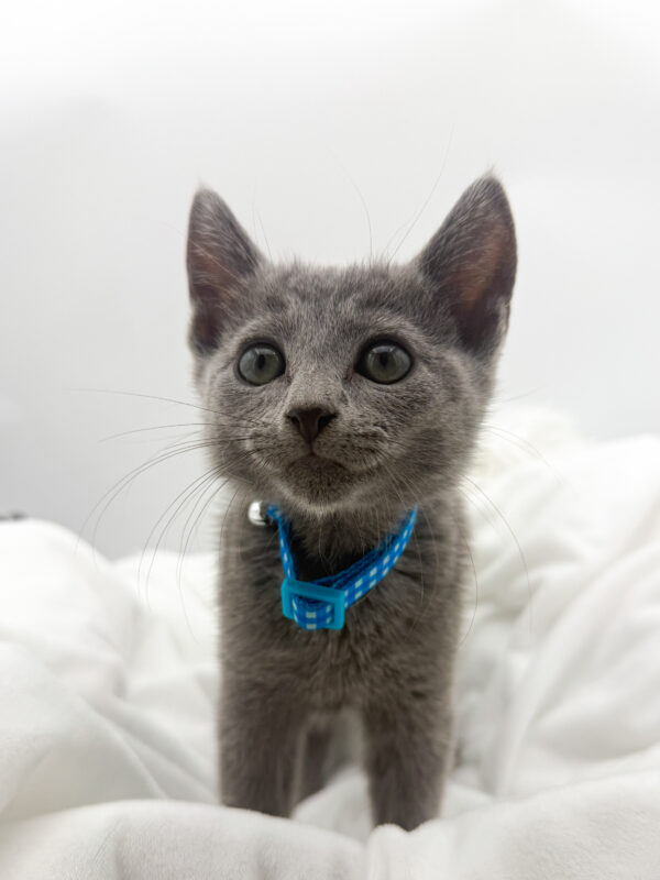 Dexter - Russian Blue - Image 1