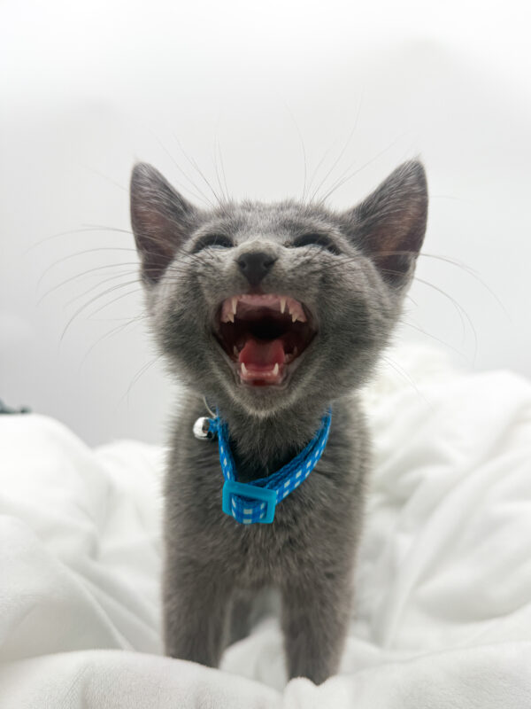 Dexter - Russian Blue - Image 3