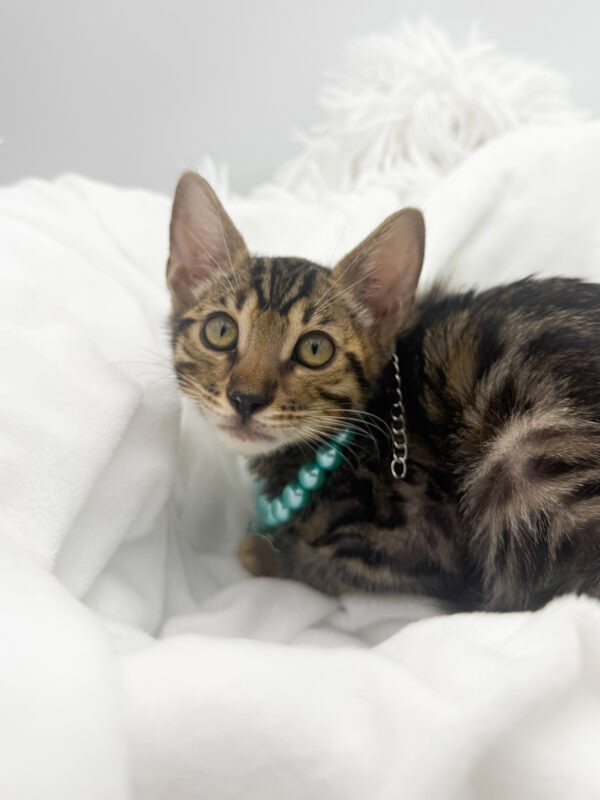 Tracer - Bengal - Image 1