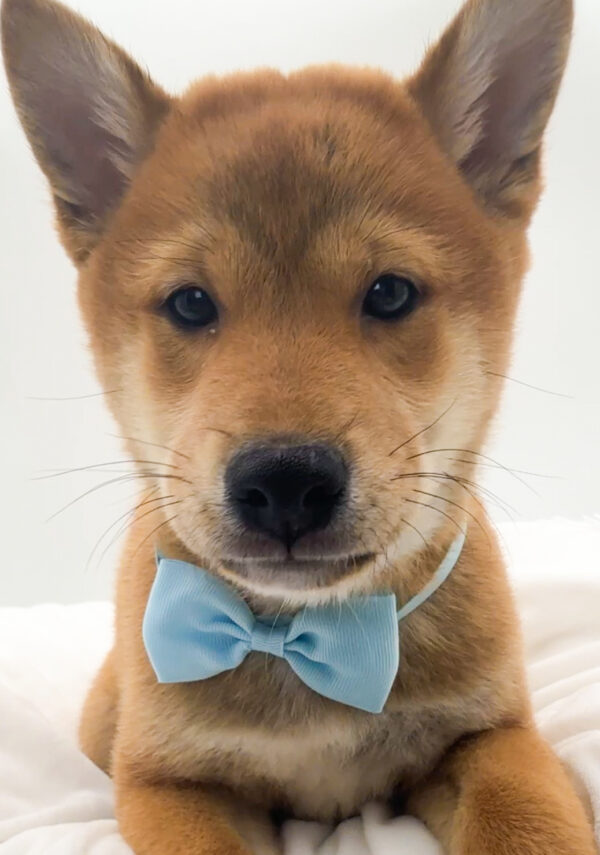Soju - Shiba Inu - Image 2