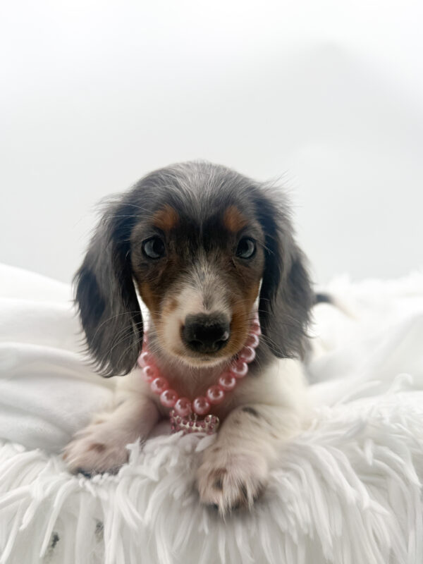 Jasmine - Dachshund - Image 2