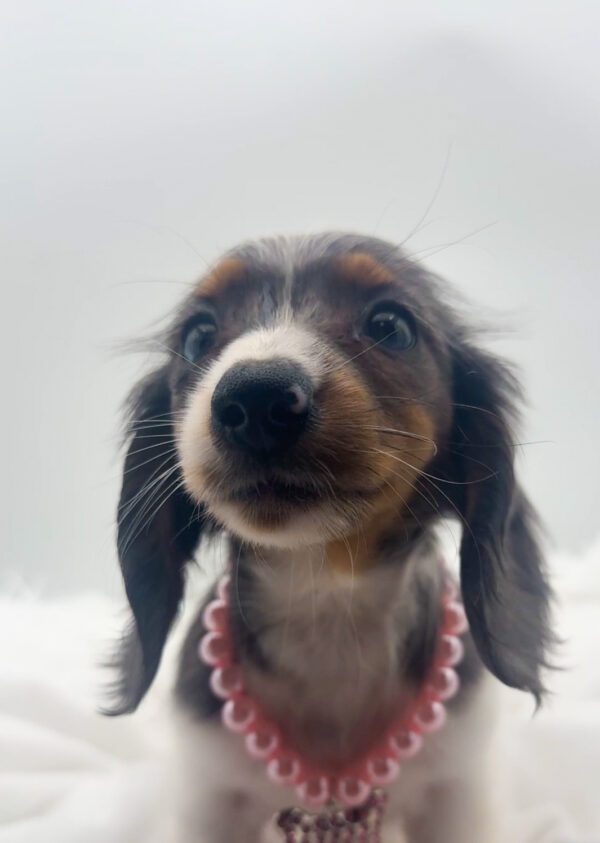 Jasmine - Dachshund - Image 1