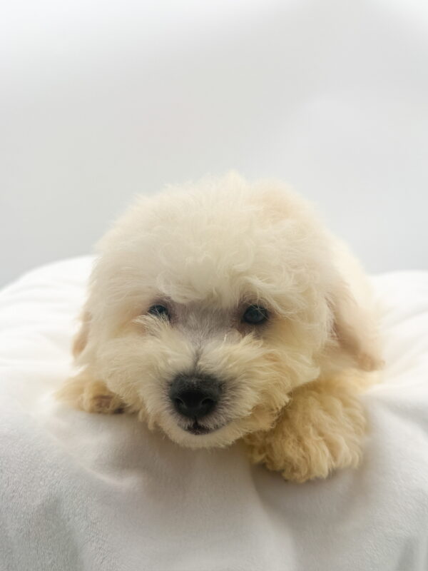Eira - Bichon Frise - Image 1