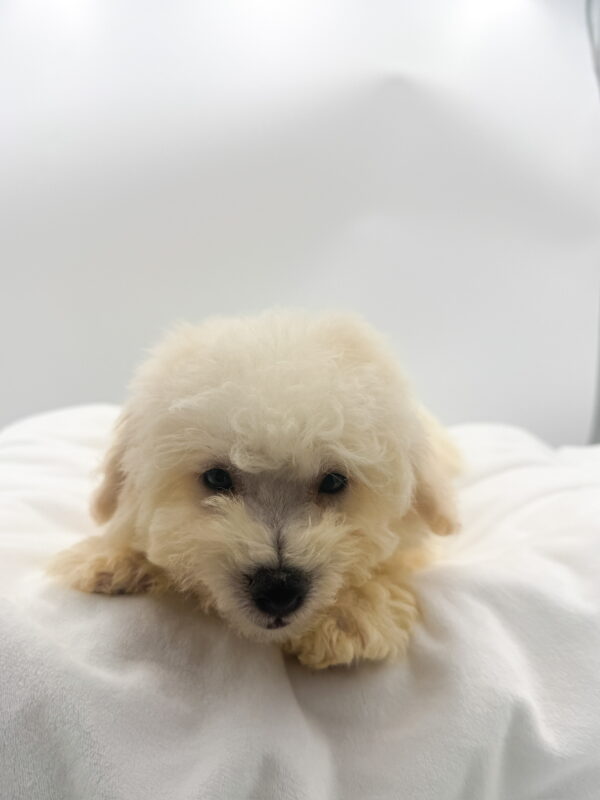 Eira - Bichon Frise - Image 2