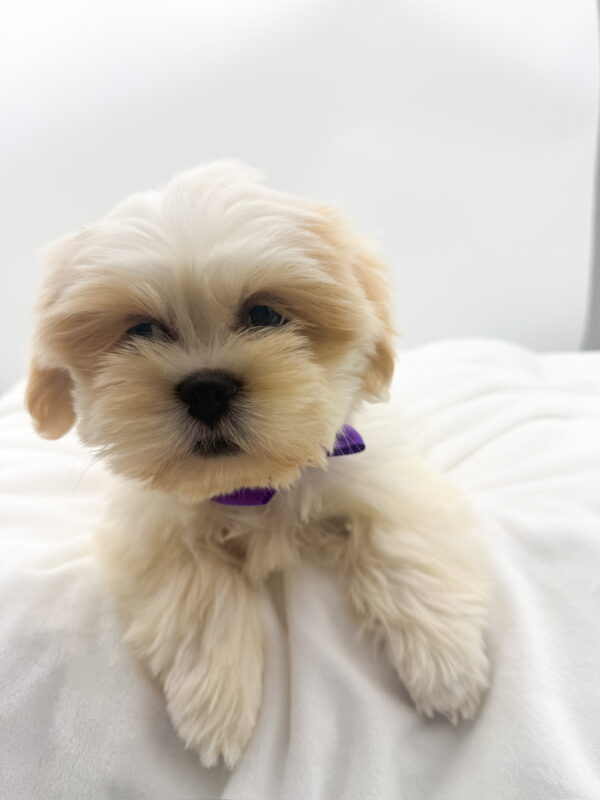 Petunia - Lhasa Apso - Image 1
