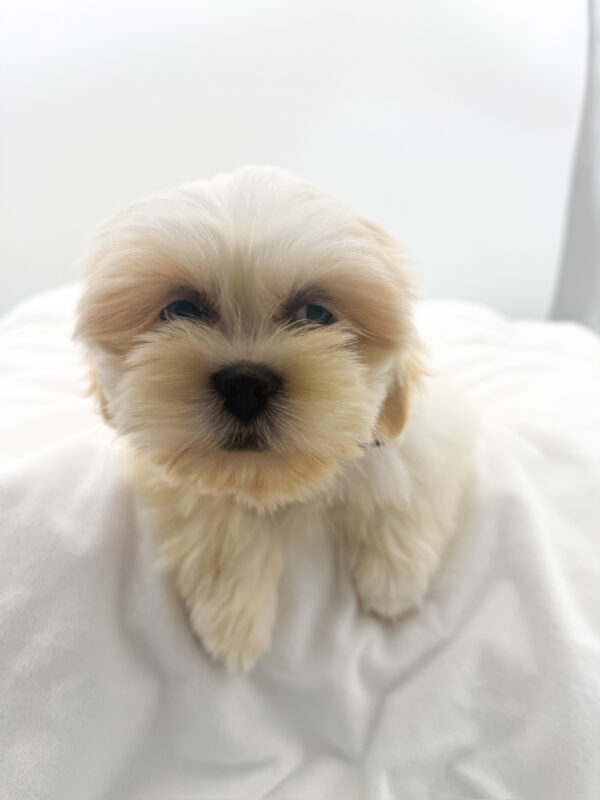Petunia - Lhasa Apso - Image 2