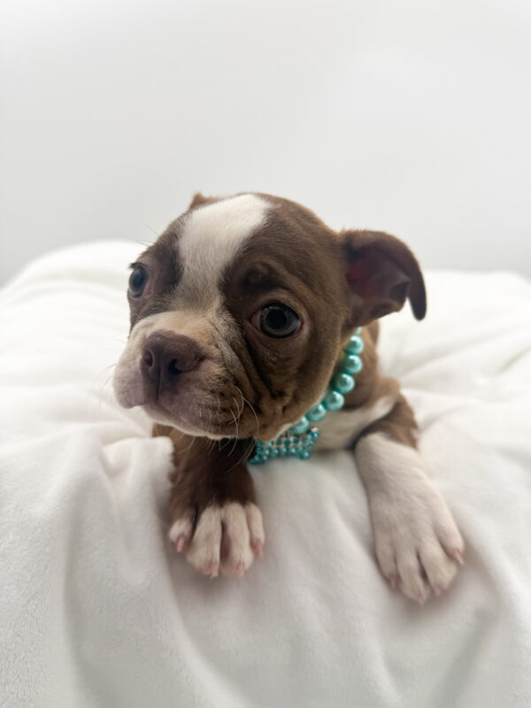 Captain - Boston Terrier - Image 3