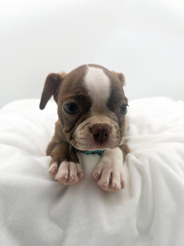 Captain - Boston Terrier - Image 1
