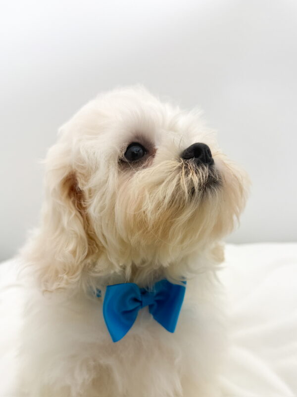 Polar - Teddy Bear - Image 2