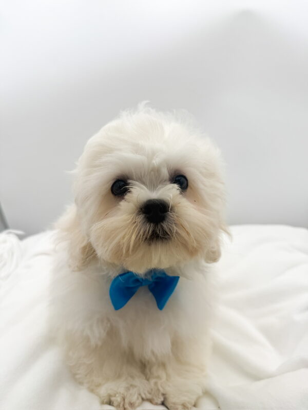 Polar - Teddy Bear - Image 1