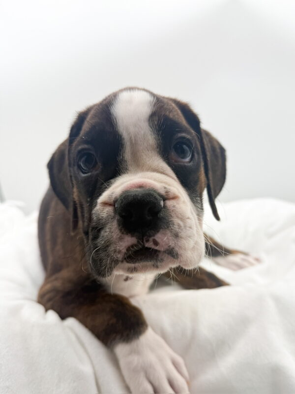 Opal - Boxer - Image 1