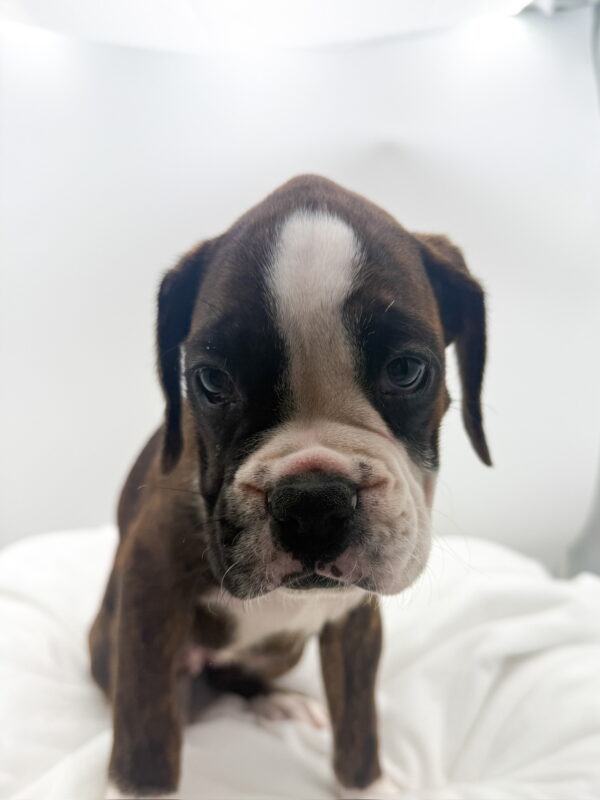 Opal - Boxer - Image 2