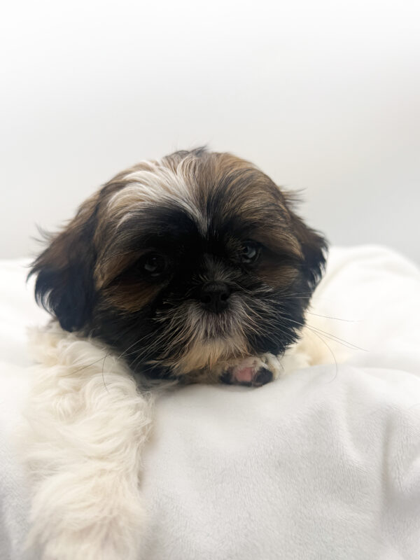 Atlas - Shih Tzu - Image 2