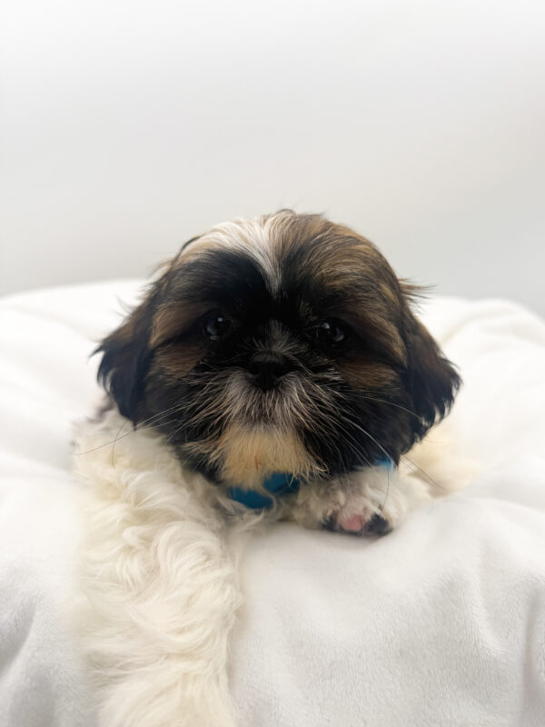 Atlas - Shih Tzu - Image 1