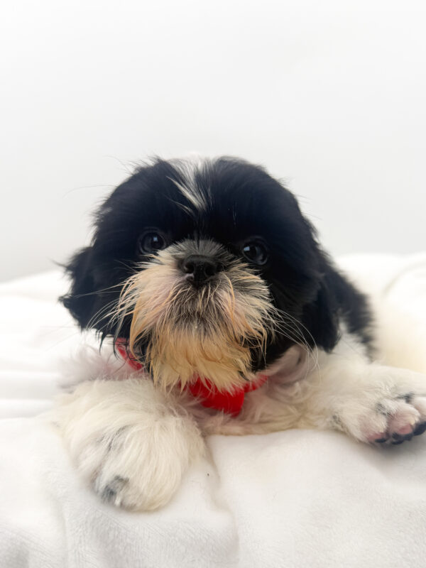 Bruce - Shih Tzu - Image 2