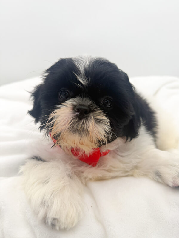 Bruce - Shih Tzu - Image 1