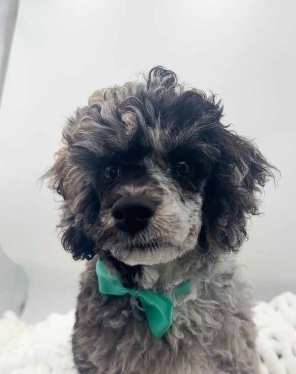 Arrow - Poodle - Image 3