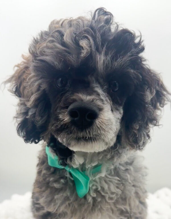 Arrow - Poodle - Image 1