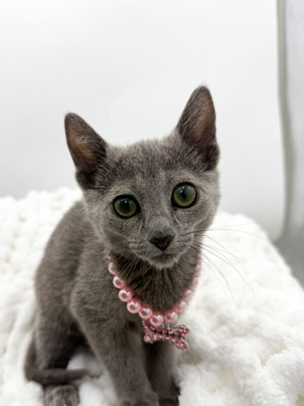 Gigi - Russian Blue - Image 1