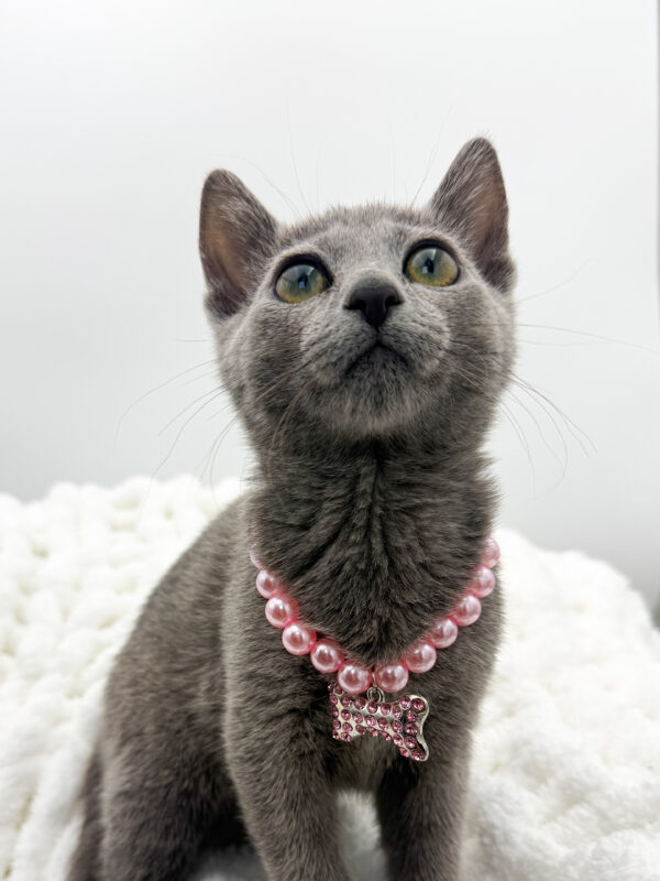 Gigi - Russian Blue - Image 2