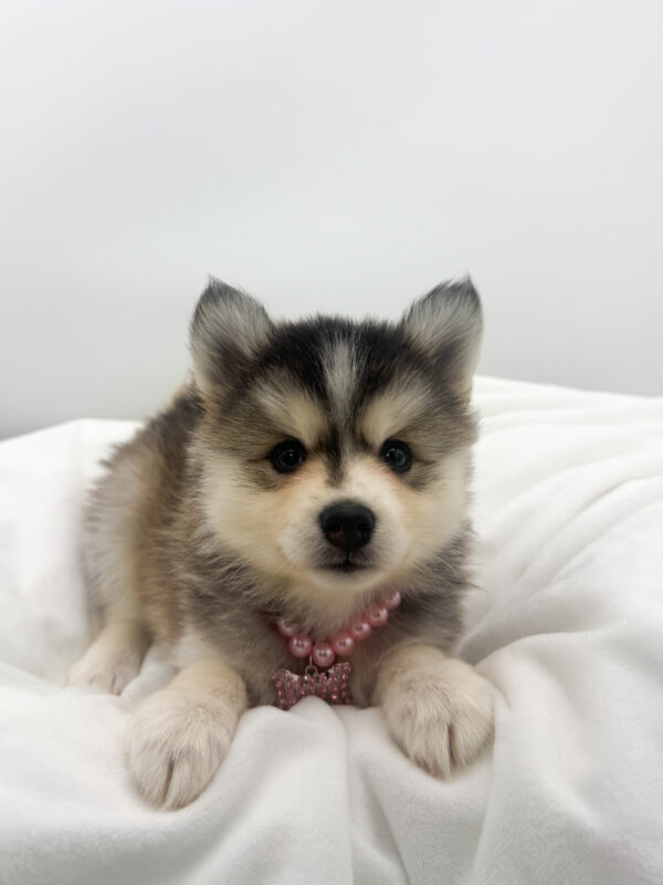 Gray - Pomsky - Image 2