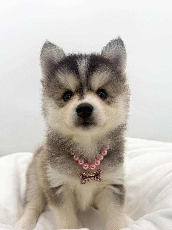 Gray - Pomsky - Image 1
