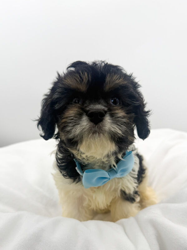 Duck - Cavapoo - Image 1
